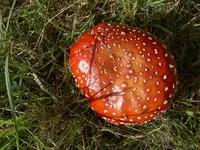 Herbst 233 v.webp
