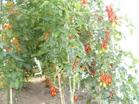 BILD1681.webp