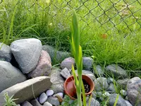 Spaltgriffel190920101538.webp