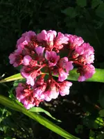 009.webp