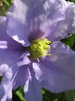 004.webp