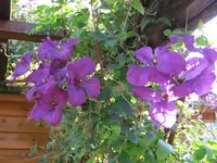 027.webp