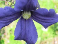 040.webp
