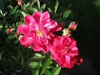 029.webp