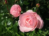 015.webp