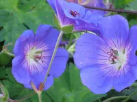 033.webp