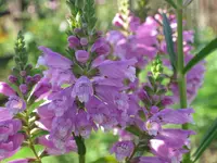 035.webp