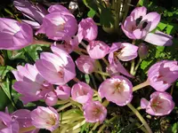 042.webp