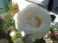 IMG_1545.webp