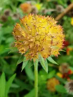 003.webp