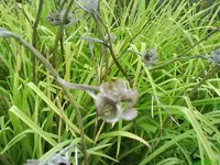 Garten 020 [800x600].webp