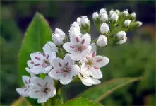 entenschnabelfelberich_1.webp