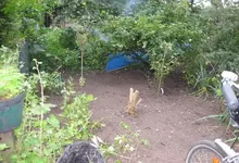 19_Beet vorne, Eingang.webp
