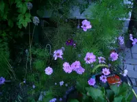 Cosmea.webp