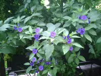Enzian-Baum.webp