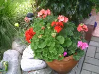 Geranien.webp