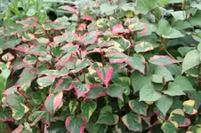bunteblume1.webp