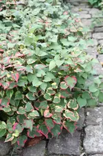 bunteblume2.webp