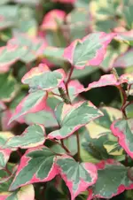 bunteblume3.webp