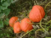 Boston Marrow 2010 (1).webp