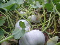 Samson 09 2010 (5).webp