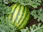 Wassermelon 2010 (1).jpg