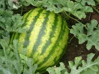 Wassermelon 2010 (1).webp