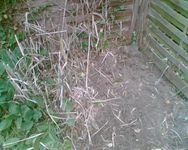 der Fortgang.webp