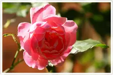 HG_Rose_2009-05-28_008.webp