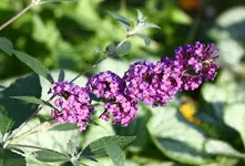 IMG_7717.webp