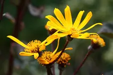 IMG_7735.webp