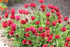 IMG_7742.webp