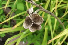 Garten 005.webp