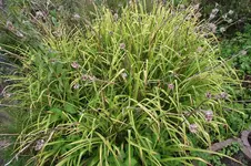 Garten 006.webp