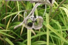 Garten 007.webp