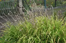 Garten 009.webp