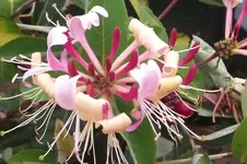 Garten 010.webp