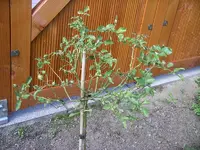IMGP0006.webp