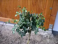 IMGP0008.webp