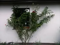 IMGP0009.webp