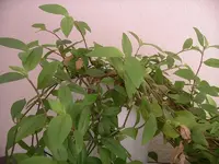IMGP0010.webp