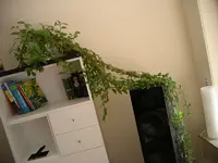 IMGP0011.webp