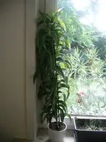 IMGP0012.webp