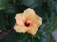 DSCF8675.webp
