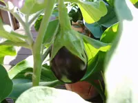 Aubergine_1.webp