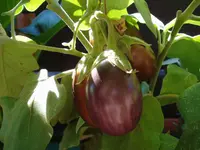 Aubergine_2.webp