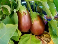Aubergine_3.webp