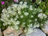 Steinkraut.webp