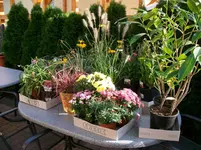 Meine Blumen 001.webp