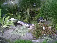 Teichbeet.webp